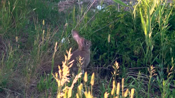 Дикий кролик їсть траву. Кролик пішов на прибирання в пошуках їжі — стокове відео