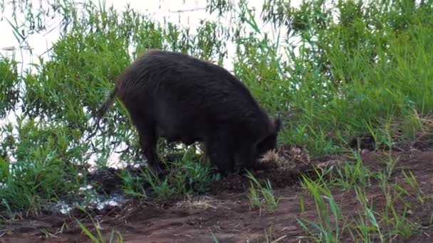 야생 돼 지는 호수쪽에서 먹이를 찾기 위해 코를 땅에 파묻는다 — 비디오