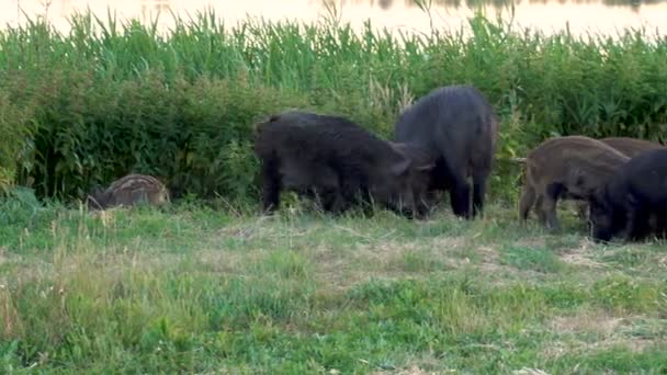 Divoká prasata jedí společně. Velká prasata a malá prasátka hledají potravu na trávě — Stock video