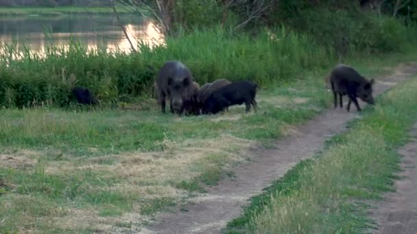 Divoká prasata jedí společně. Velká prasata a malá prasátka hledají potravu na trávě — Stock video