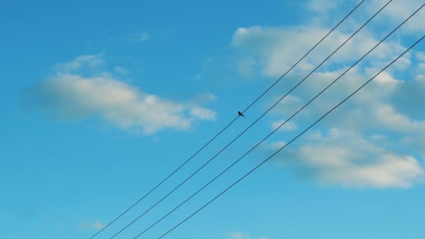 Ένα μικρό πουλί κάθεται σε ηλεκτρικά καλώδια πάνω σε ένα γαλάζιο ουρανό — Αρχείο Βίντεο