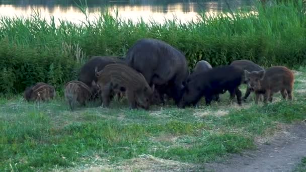 Los cerdos salvajes pelean por comida. Un cerdo grande da un poco de vapor. Los cerdos comen juntos — Vídeo de stock