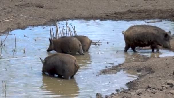 Wild pigs korsa en smutsig bäck — Stockvideo