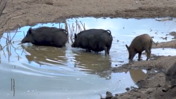 Wilde varkens kruisen een vuile kreek — Stockvideo