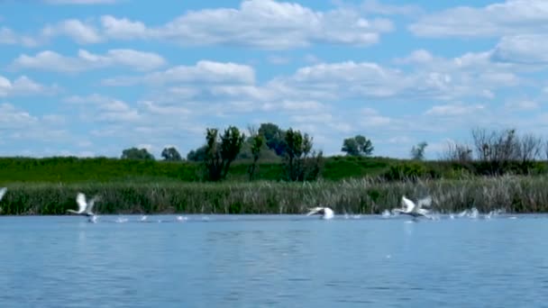 Cisnes blancos salvajes despegan del lago azul — Vídeos de Stock