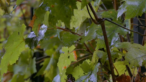 Gotas de chuva nas folhas de uva — Fotografia de Stock
