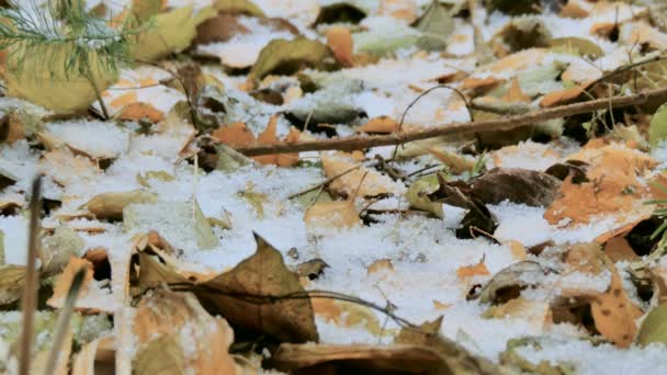 Den första snön föll på lövverket — Stockvideo