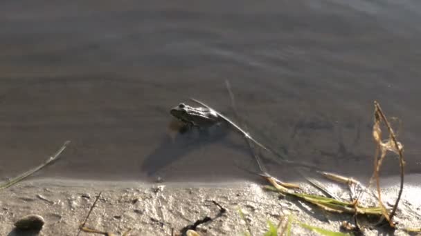 Kröte sprang ins Wasser — Stockvideo