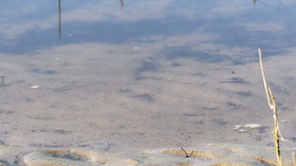 Die kleinen Fische schwimmen — Stockvideo