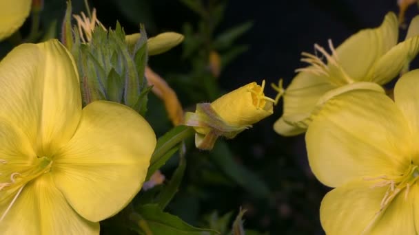 Gele bloem Lost snel de bloemblaadjes op — Stockvideo