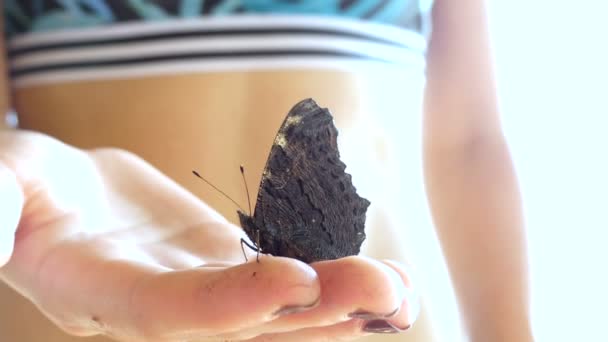 Butterfly siede sul braccio delle ragazze — Video Stock