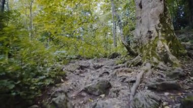 Ormanın yürüyüş