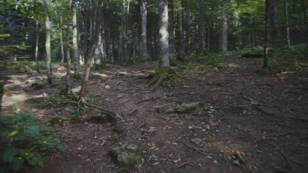 Un paseo por el bosque — Vídeo de stock