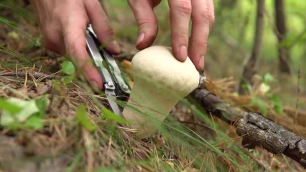 Svampplockaren skär svampen "vanlig puffboll" med en kniv i skogen. Ätbara svampar i barrskogen — Stockvideo