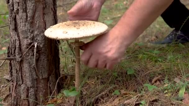 El recolector de setas corta el hongo "macrolepiota" con un cuchillo en el bosque. Setas comestibles en el bosque de coníferas — Vídeo de stock