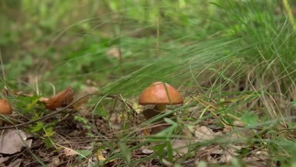 El recolector de setas corta el hongo "boletus amarillo" con un cuchillo en el bosque. Setas comestibles en el bosque de coníferas — Vídeos de Stock