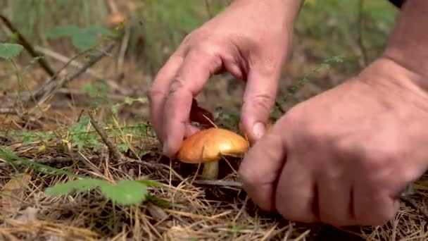 蘑菇采摘者在森林里用一把小刀割断蘑菇"黄花" 。针叶林中的食用菌 — 图库视频影像