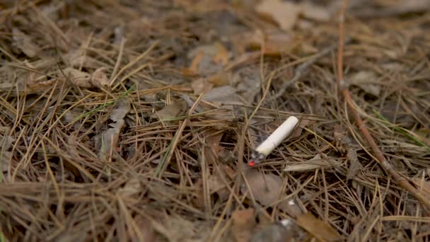 Сигареты тлеют в лесу. Мужчина бросил горящую сигарету в лес. Опасность возможного лесного пожара — стоковое видео