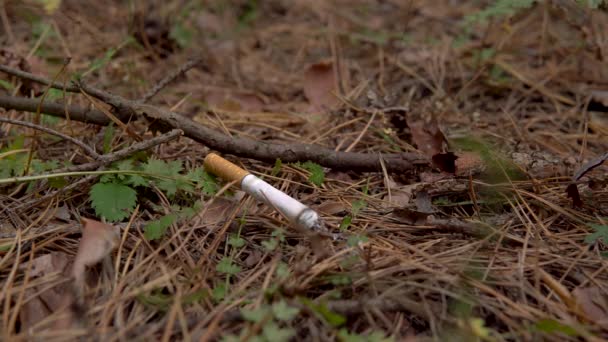 Cigareta doutná v lese. Muž hodil hořící cigaretu do lesa. Nebezpečí možného lesního požáru — Stock video