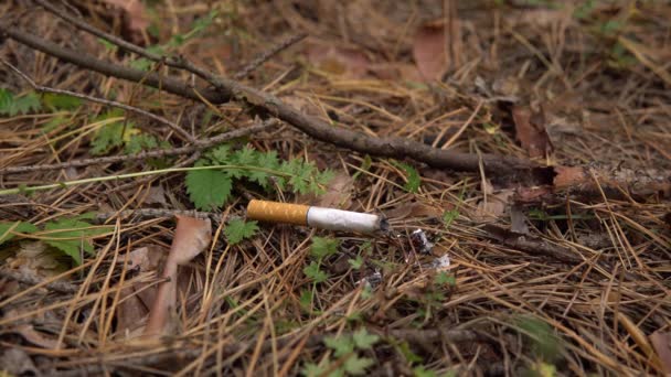 Un cigarrillo arde en un bosque. Un hombre tiró un cigarrillo en llamas en el bosque. Peligro de posible incendio forestal — Vídeo de stock