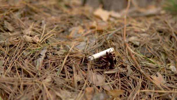 Une fumeuse de cigarettes dans une forêt. Un homme a jeté une cigarette brûlante dans la forêt. Danger d'un éventuel incendie de forêt — Video