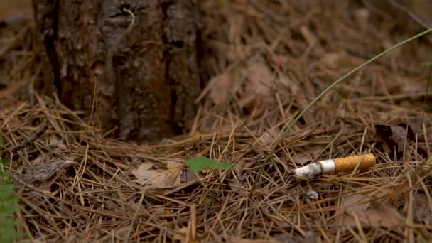 Een sigaret smeult in een bos. Een man gooide een brandende sigaret in het bos.. — Stockvideo