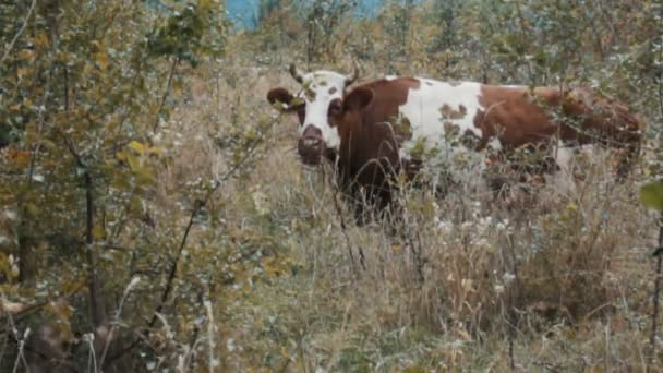 Корова жует траву на природе — стоковое видео