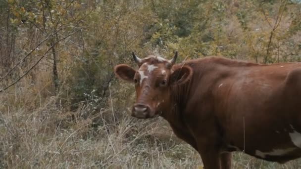 La vache se lèche sur une nature 