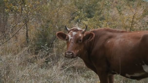 Vaca lame a sí misma en una naturaleza — Vídeos de Stock