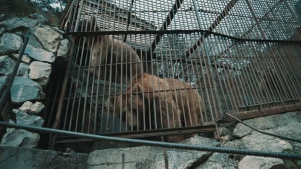 Bruine beren in een kooi — Stockvideo