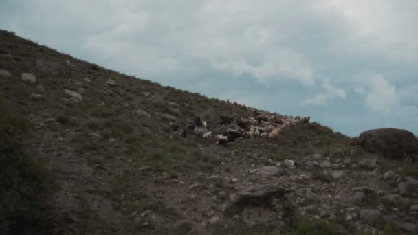 Schafherde auf dem Berg — Stockvideo