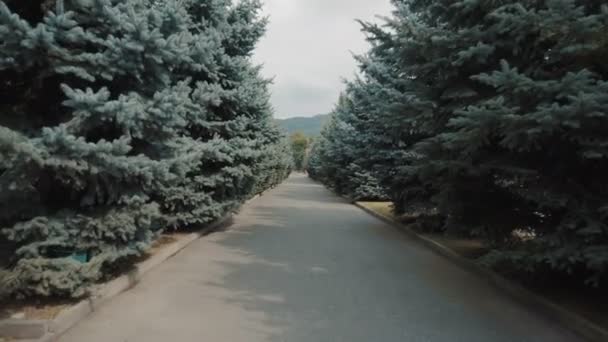 A estrada entre árvores de abeto — Vídeo de Stock