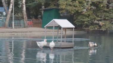 Cairina ayakta uyuyor.