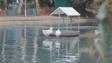 Cairina ayakta uyuyor.
