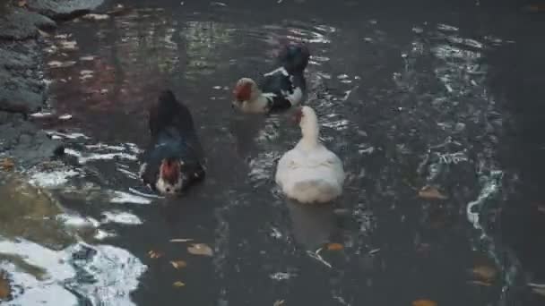 Cairina está flotando en el lago — Vídeos de Stock