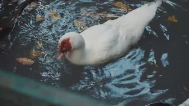 Cairina está flutuando no lago — Vídeo de Stock