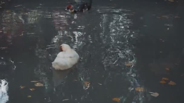 Кайрина плавает на озере — стоковое видео