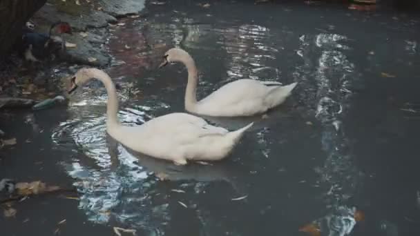 Cisnes para baixo cabeça debaixo de água — Vídeo de Stock