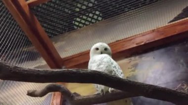 Kutup baykuşu bir dal üzerinde oturur