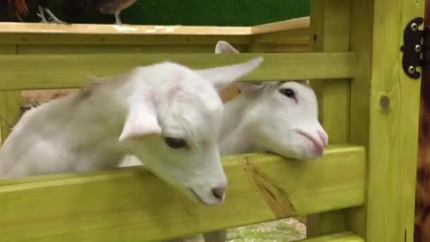 As cabras são comidas da mão — Vídeo de Stock