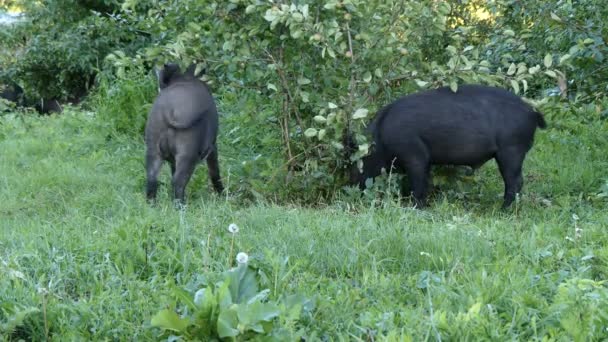 Los jabalíes comen en el jardín — Vídeos de Stock