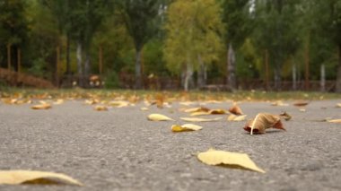 Rüzgar sonbahar sarı yapraklarını parktaki asfalttan yükseltir.