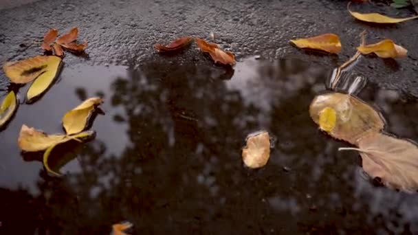 Kałuża jesienna z opadłymi żółtymi liśćmi — Wideo stockowe