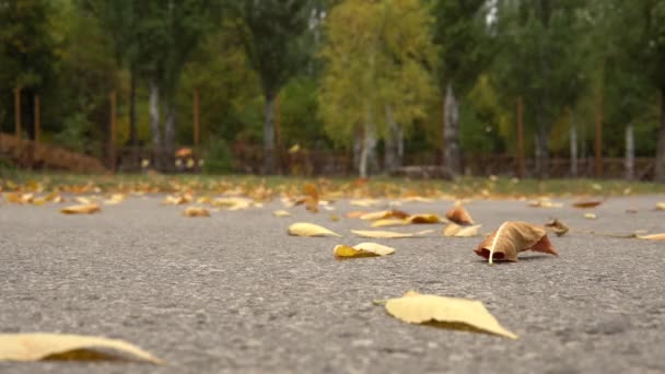 Rüzgar sonbahar sarı yapraklarını parktaki asfalttan yükseltir. — Stok video