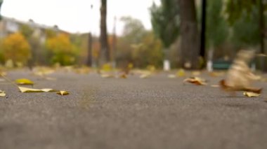 Rüzgar sonbahar sarı yapraklarını parktaki asfalttan yükseltir.
