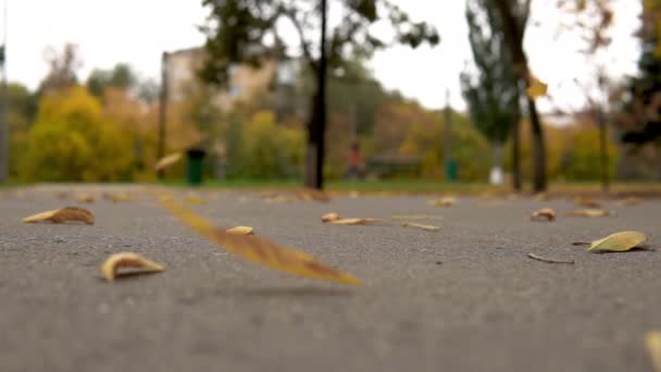 El viento se levanta hojas amarillas otoñales del asfalto en el parque — Vídeos de Stock