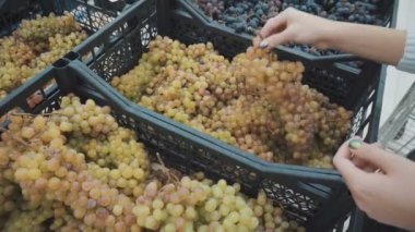 Bir kız markette beyaz üzüm seçiyor.