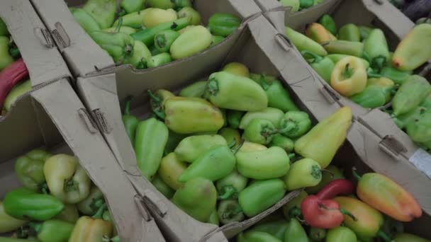 Een meisje kiest Bulgaarse peper op de markt — Stockvideo