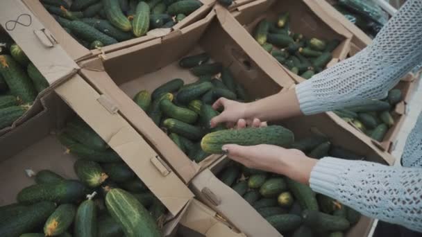 Cueille des concombres sur le marché — Video