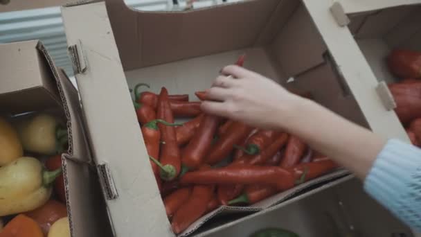 Выбирает перцы чили на рынках — стоковое видео